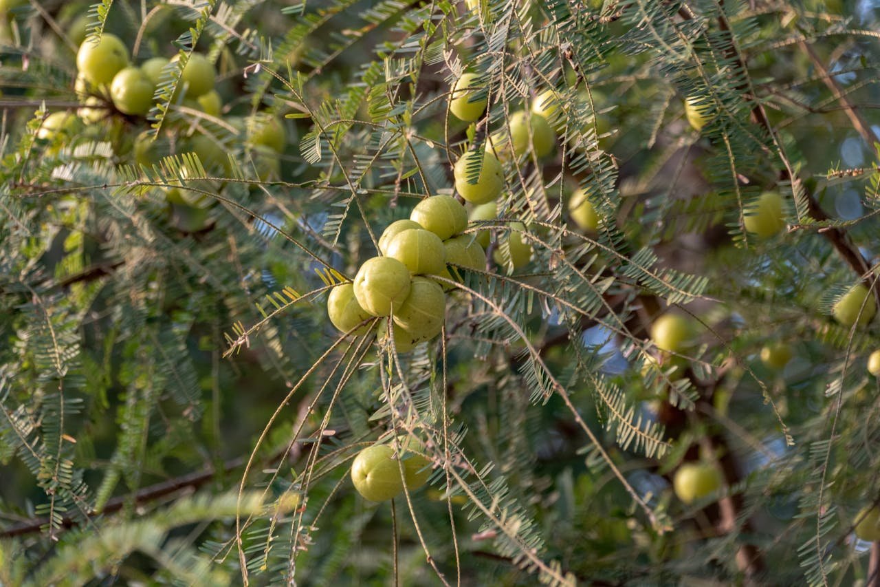 Detailed image of fresh green amla fruits on a tree branch in a natural setting.